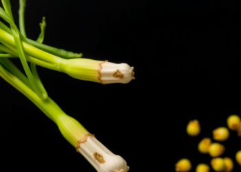Epigenetic Marks and Jumping Genes Decide Which Parental Genome Rules Mustard