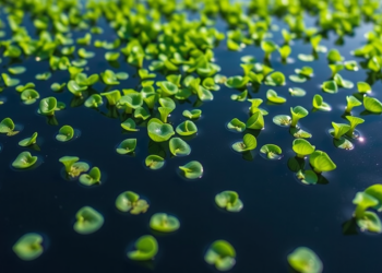New Accounting Method Puts Algae at the Center of Nitrogen Trading Markets