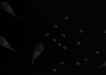 Zinc-Doped Carbon Dots Shield Sperm Cells From Microplastic Damage