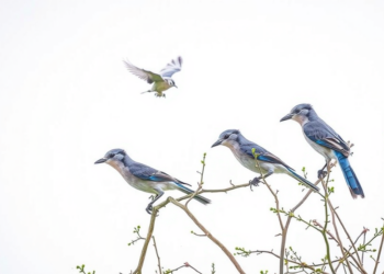 Genetic Rescue Trial Moves 48 Florida Scrub-Jays to Speed Recovery