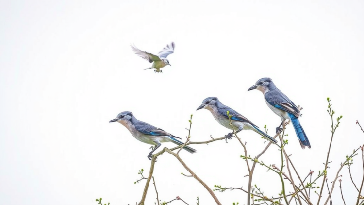 Genetic Rescue Trial Moves 48 Florida Scrub-Jays to Speed Recovery