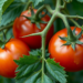 Hidden zinc finger protein gives tomato wilt fungus its killer edge, study reveals