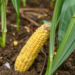 Soil Bacteria Called Streptomyces Help Maize Survive Drought, Greenhouse Study Shows
