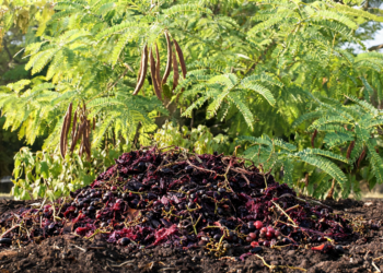 Grape Waste Emerges as Natural Weapon Against Invasive Leucaena Tree