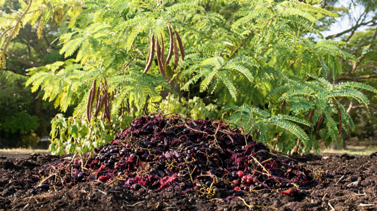 Grape Waste Emerges as Natural Weapon Against Invasive Leucaena Tree