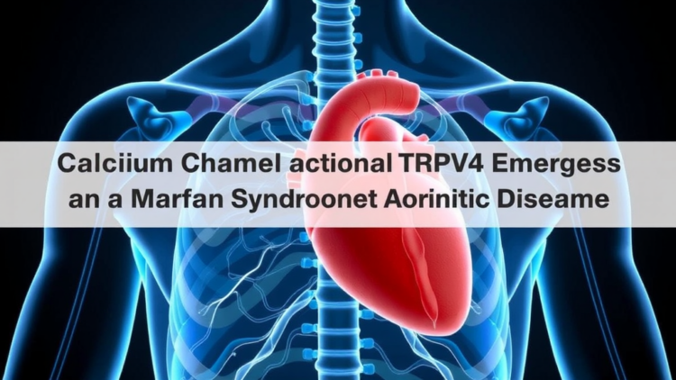 Calcium Channel TRPV4 Emerges as a Key Player in Marfan Syndrome Aortic Disease
