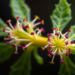 Sex Without Crossovers: Plant Reveals a Surprising Route Through Meiosis
