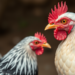 Toxoplasma Parasite Found in Nigerian Free-Range Birds, Raising Food Safety Concerns