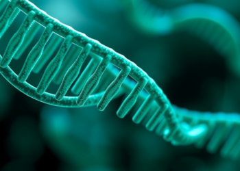 Codon Optimality Predicts mRNA Lifespan but Fails for Noncoding RNAs