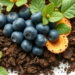 Green Nanosilica and Soil Fungi Team Up to Shield Blueberries From Drought