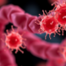 New Protocol Tracks Living Cells in Gut Organoids for Five Days Straight