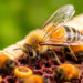 Honeybee Imports May Be Reshaping Local Bee Genetics, Modelling Study Warns