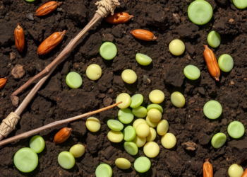 Soil Bacteria Supercharge Cowpea With Iron and Zinc to Fight Hidden Hunger