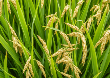 Hidden Resistance Genes in Northeast Indian Rice Could Transform Blast Disease Fight