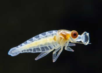 Microplastics May Carry Toxic Diatom Chemicals That Harm Copepods