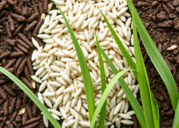 Weed Leaf Extracts Show Dual Power to Boost or Block Rice Germination