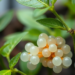 Biodegradable Hydrogel Beads Keep Beneficial Fungus Alive and Boost Pepper Growth