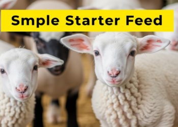Simple Starter Feed Boosts Lamb Growth Before and After Weaning