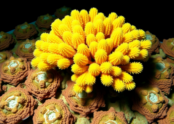 3D Coral Atlas Turns Simple Field Measurements Into Reef Function Toolkit