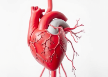 Transplanted and Supported Hearts Keep a Hormonal Memory of Heart Failure, Study Finds