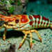Mauritius Marine Crustaceans Face Climate Threats Amid Deep Knowledge Gaps