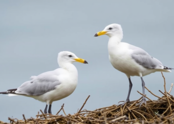 Record-Breaking Nasal Mite Burdens Found in Kelp Gulls Along Southern Brazil