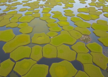 Drones and AI Reveal Hidden Recovery in a Shrinking Slovak Peatland