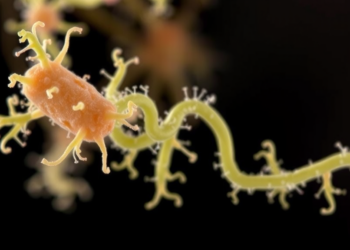 Genome of Mango Endophyte Bacillus velezensis ML21 Reveals Antimicrobial Arsenal