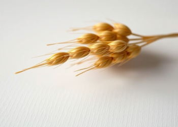 Ancient Seeds Reveal How Wheat and Barley Conquered the Tibetan Plateau