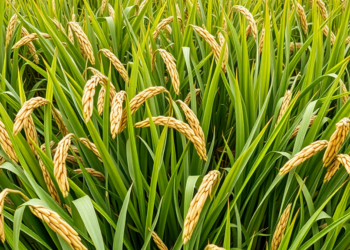 Improved Rice Seeds Lift Yields and Cut Risk for Tanzanian Farmers, National Census Simulation Shows