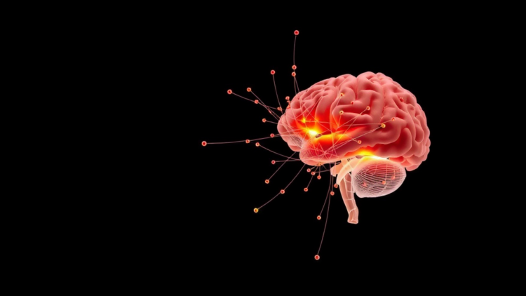 Brain Network Study Reveals Local–Global Breakdown in Anorexia Nervosa
