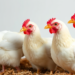 Probiotics, Zinc and Copper Shield Broilers From Clostridium perfringens Damage