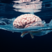 Brain Water Channels May Finally Help Forensics Tell Freshwater From Saltwater Drowning
