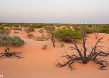 Sandy Secrets Beneath Brazil’s Cerrado: New Study Rewrites the Story of Tropical Ferralsols