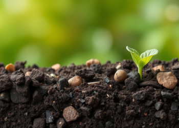 Soil Minerals Decide Whether Lead Locked by Phosphorus Remediation Stays Put or Slips Away