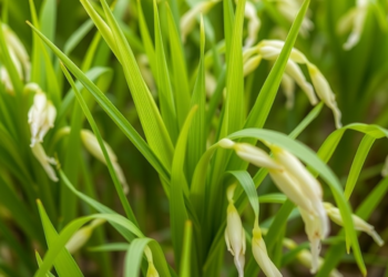 Salt-Tolerant Synthetic Rice Reveals Hormone Rewiring After Genome Duplication