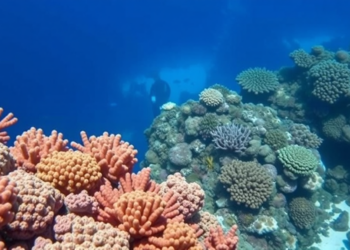What Are Caribbean Coral Reefs Worth? A Radically Uncomfortable Question Divides Scientists