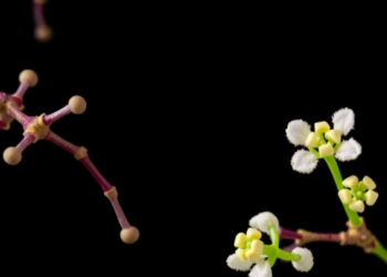 Ancient Chinese Herb Compound Halofuginone Could Be Detoxified Into Safer Cancer Drug