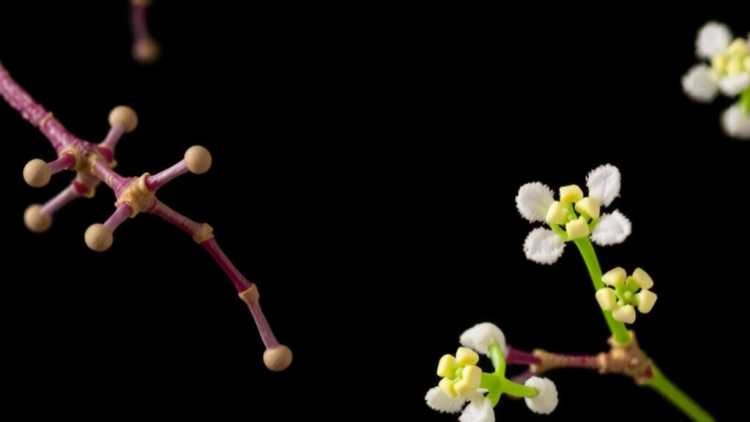 Ancient Chinese Herb Compound Halofuginone Could Be Detoxified Into Safer Cancer Drug