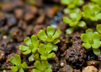 Common Liverwort Reveals Hidden Metal-Accumulation Tactics and Costly Fitness Penalties