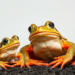 Secretive Crawfish Frogs Reveal Memory, Temperament, and a Blueprint for Resurrection