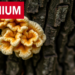 Endophytic Fungus Transforms Tree Diterpene Into Potent Antiparasitic Compounds