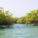 Honeybees May Give Struggling Red Sea Mangroves a Reproductive Boost