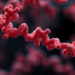 Protein Fragment From Thrombospondin-1 Emerges as Exercise-Powered Booster of Muscle and Metabolism