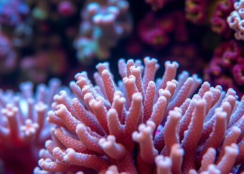 Bacterial Inoculation Rewrites the Coral Epigenome, Study Reveals