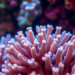 Bacterial Inoculation Rewrites the Coral Epigenome, Study Reveals