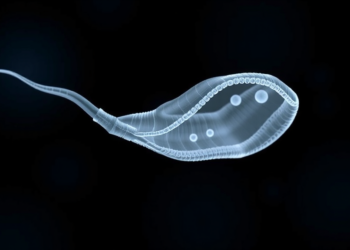 Tiny RNA Fragment in Sperm Tracks Severity of Varicocele-Linked Infertility