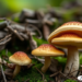 New Wood-Rotting Mushroom Species Unearthed in Pakistan’s Himalayan Foothills