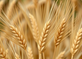 Scientists uncover hidden susceptibility genes fueling wheat disease outbreaks