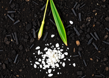 Biochar and Zinc Team Up to Shield Rice From Toxic Cadmium